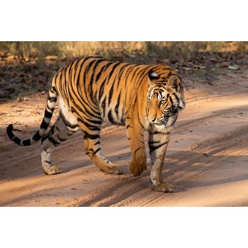 India-Madhya Pradesh-Bandhavgarh National Park Mature female Bengal tiger-endangered species